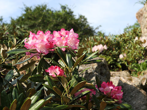 Rhododendron degronianum