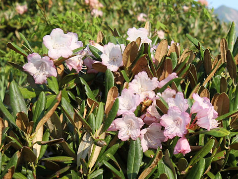 Rhododendron degronianum