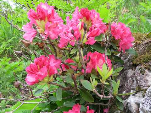 Rhododendron degronianum