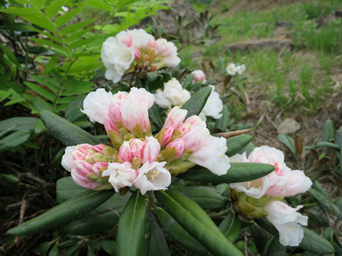 Rhododendron degronianum