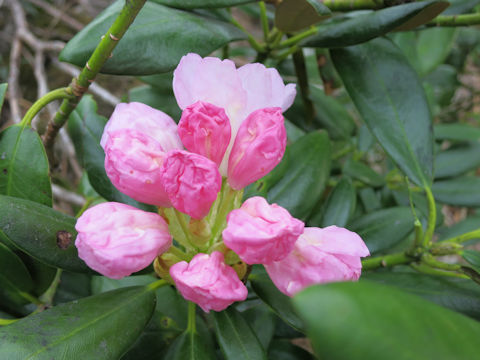 Rhododendron degronianum