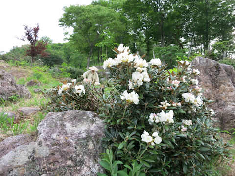 Rhododendron degronianum