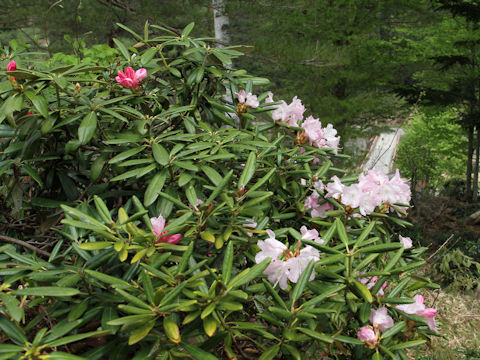 Rhododendron degronianum