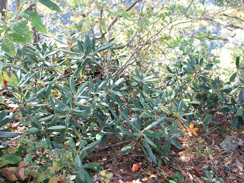 Rhododendron degronianum