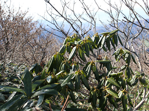 Rhododendron degronianum