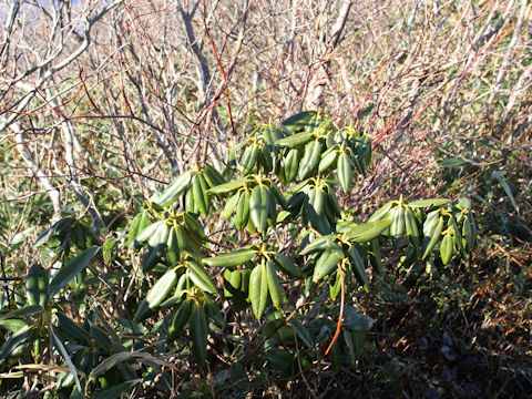 Rhododendron degronianum