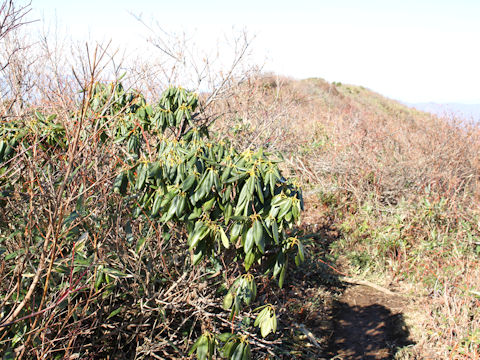 Rhododendron degronianum