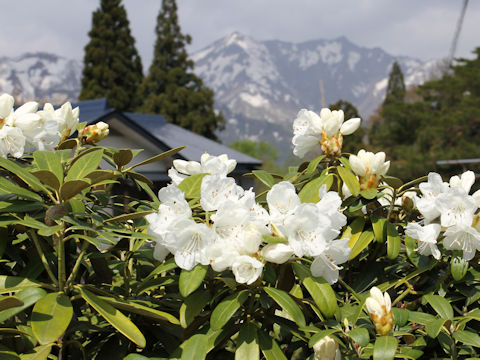 Rhododendron degronianum