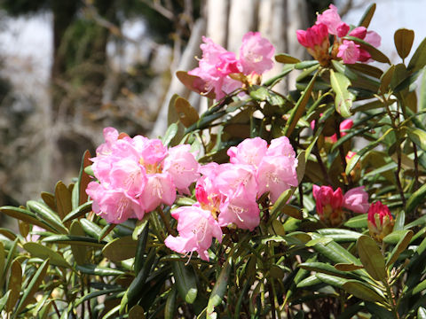 Rhododendron degronianum