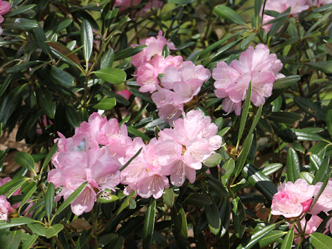 Rhododendron degronianum