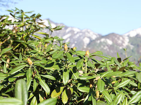 Rhododendron degronianum