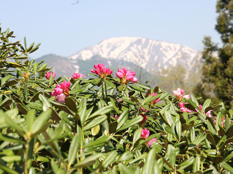 Rhododendron degronianum