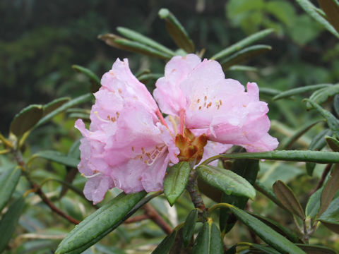 Rhododendron degronianum