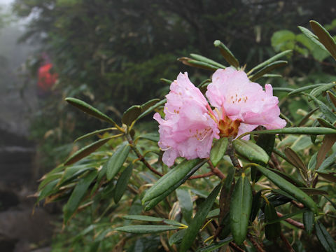 Rhododendron degronianum