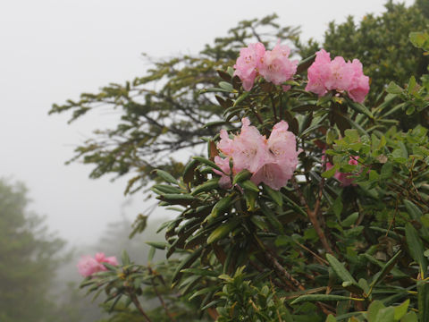 Rhododendron degronianum