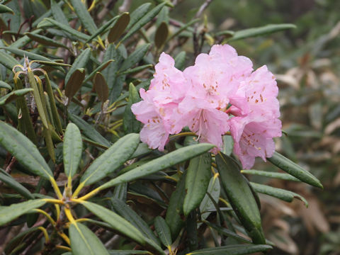 Rhododendron degronianum