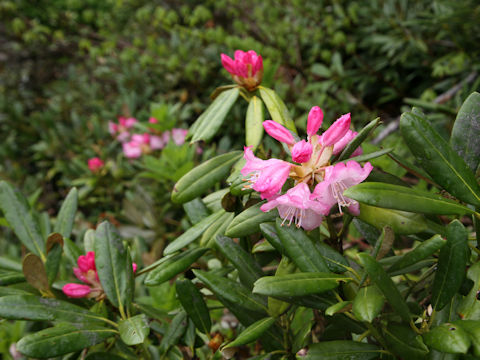 Rhododendron degronianum