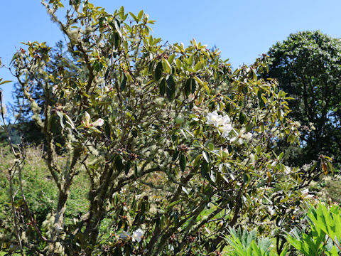 Rhododendron degronianum