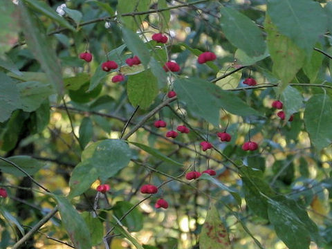 Euonymus atropurpureus