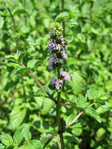 Mentha x piperita citrata