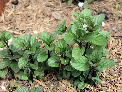 Mentha x piperita citrata