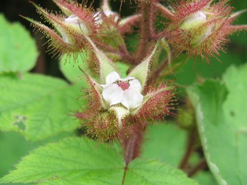 Rubus phoenicolasius