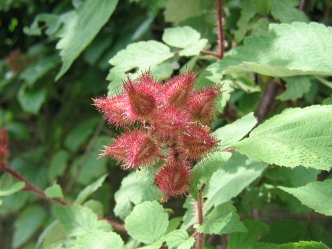 Rubus phoenicolasius