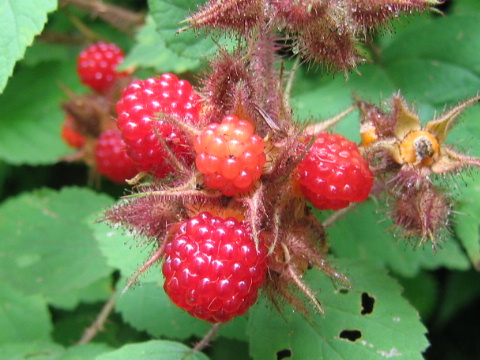 Rubus phoenicolasius