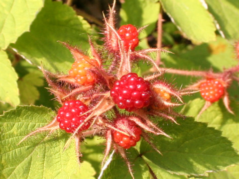 Rubus phoenicolasius