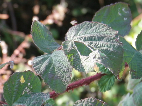 Rubus phoenicolasius