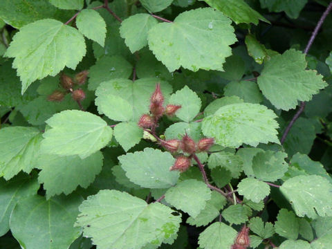 Rubus phoenicolasius