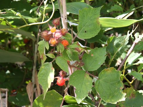 Rubus phoenicolasius