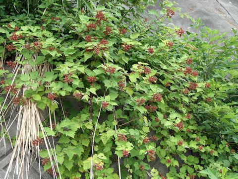 Rubus phoenicolasius