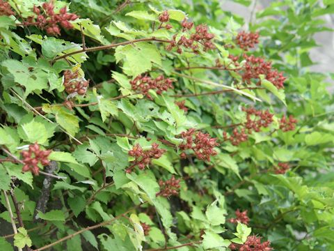 Rubus phoenicolasius