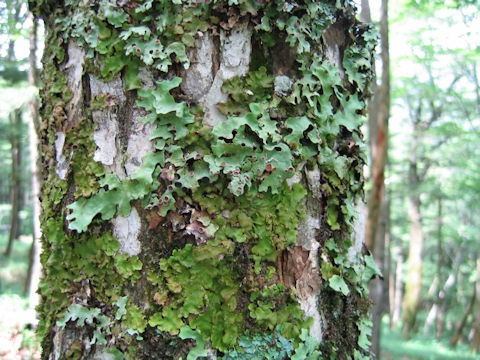 Lobaria discolor