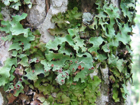 Lobaria discolor