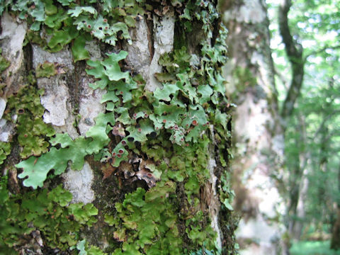 Lobaria discolor