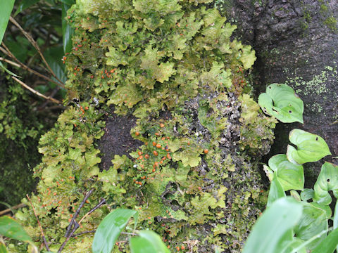 Lobaria discolor