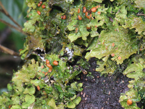 Lobaria discolor