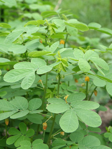 Cassia obtusifolia