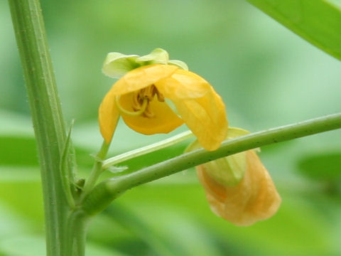 Cassia obtusifolia