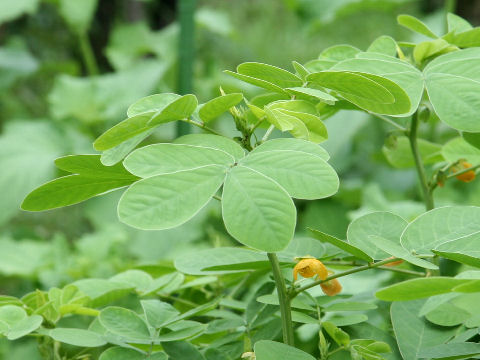 Cassia obtusifolia