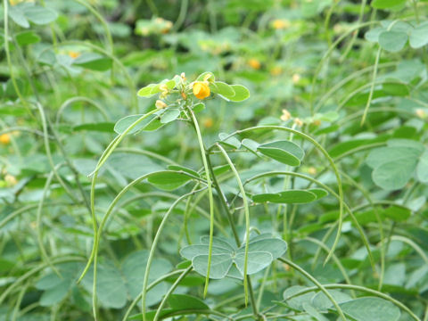 Cassia obtusifolia