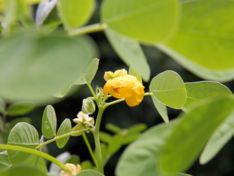 Cassia obtusifolia