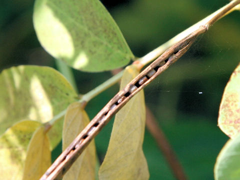 Cassia obtusifolia