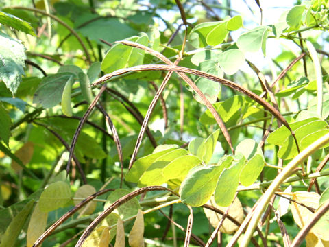 Cassia obtusifolia