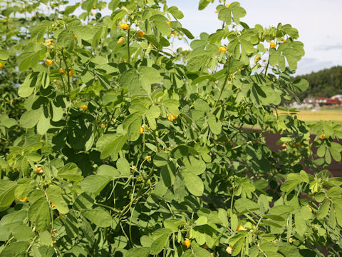 Cassia obtusifolia