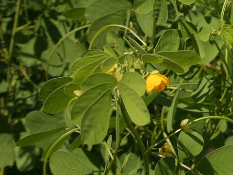 Cassia obtusifolia