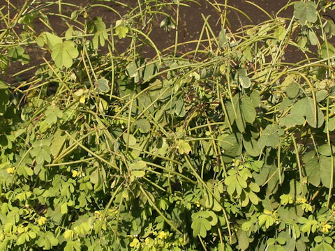 Cassia obtusifolia