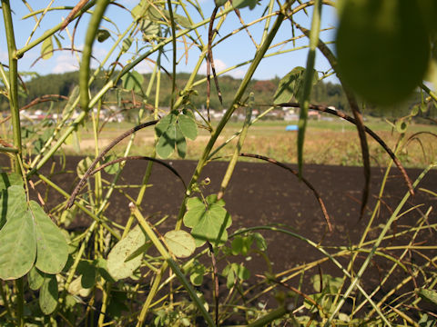 Cassia obtusifolia